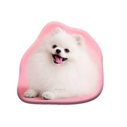 Kutyás Pomeranian formapárna, díszpárna 39x37 cm  Velúr
